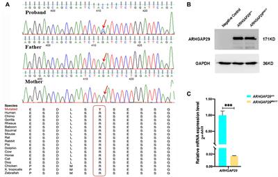 Targeted re-sequencing on 1p22 among non-syndromic orofacial clefts from Han Chinese population